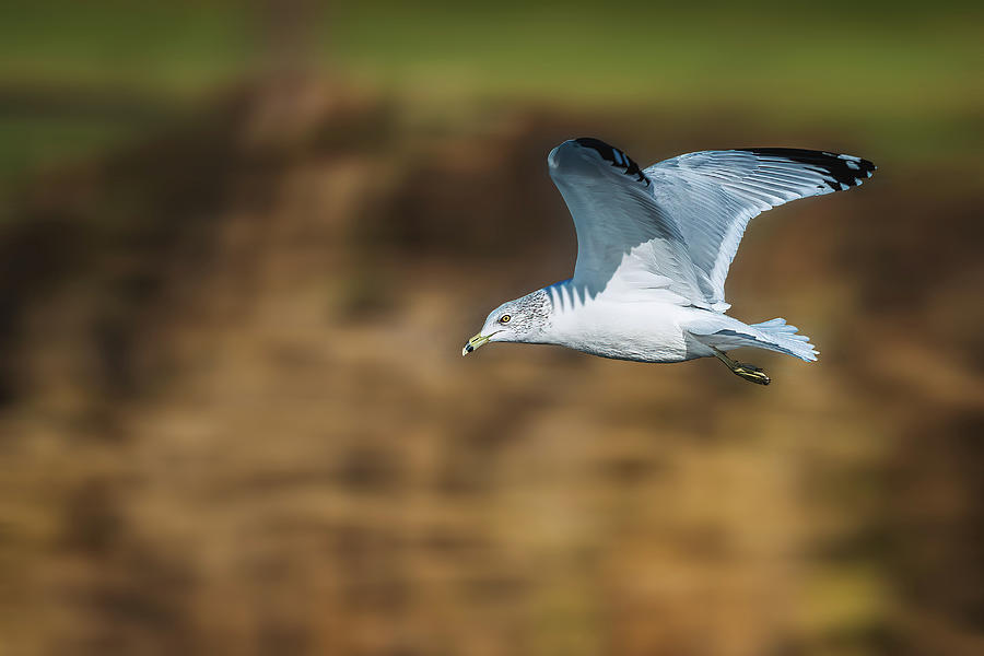 Ring-Billed Gull Photograph by Alexander Image