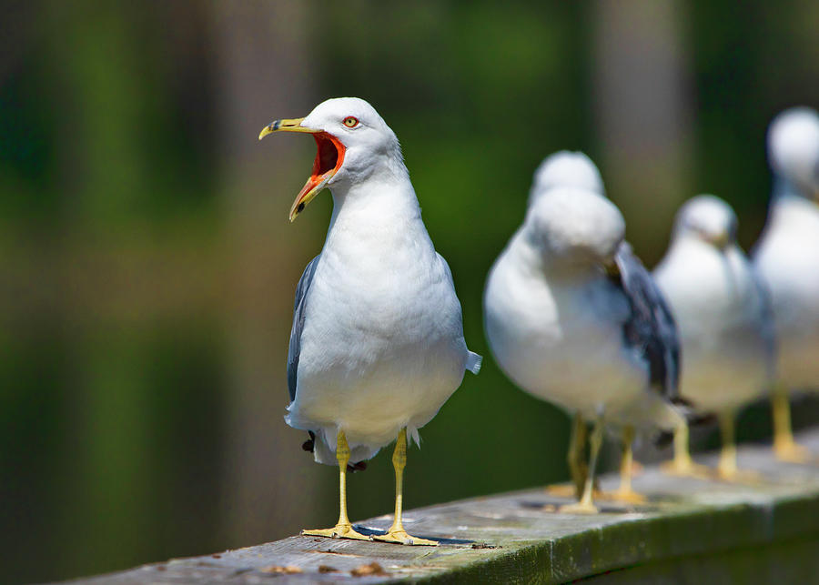 Ring-billed Gull - being vocal Photograph by Ron Grafe