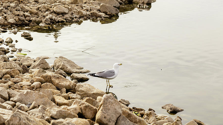Ring-billed Gull calls from the rocky lakeshore Photograph by SAURAVphoto Online Store