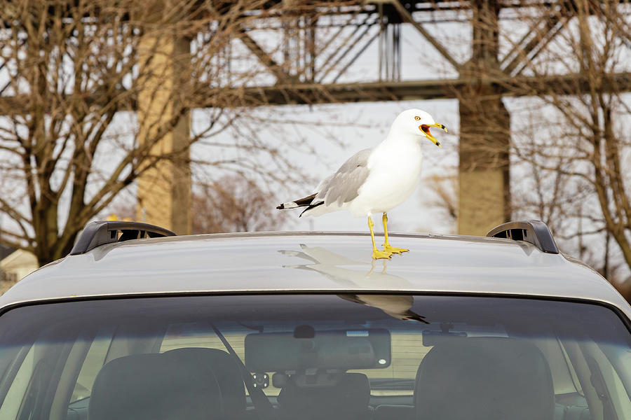 Ring-billed Gull calls from the roof of a parked car Photograph by SAURAVphoto Online Store