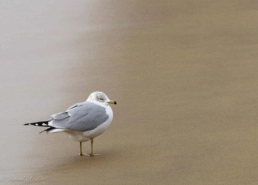Ring-billed Gull Photograph by David Lee