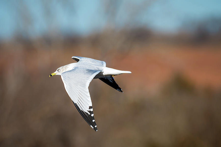 Ring-billed Gull Gliding Quietly Photograph by Debra Martz