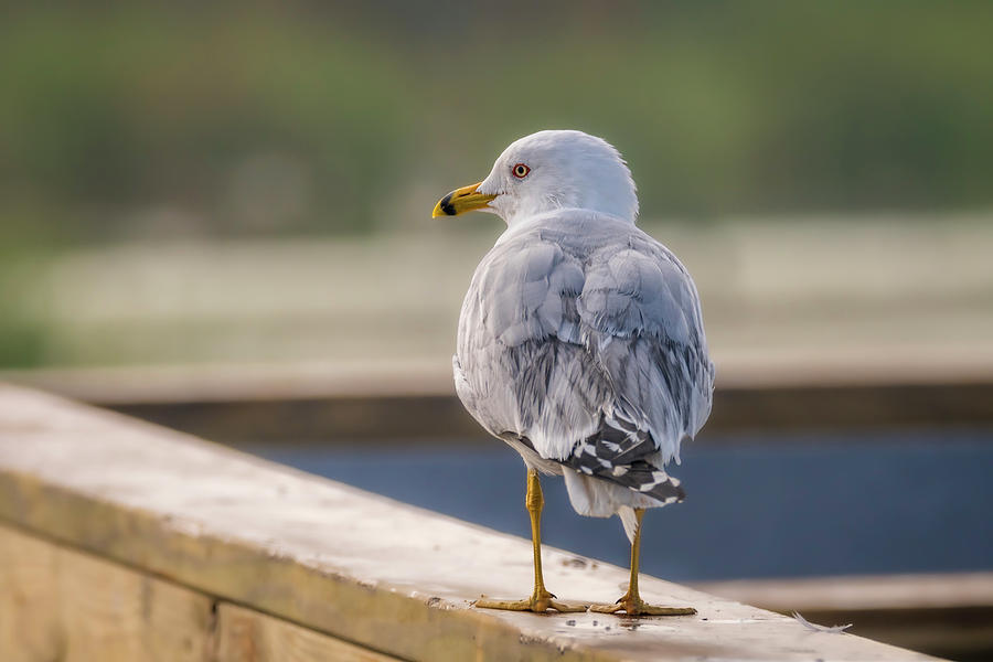 Bird Photograph - Ring-billed Gull Handrail Walker by Debra Martz