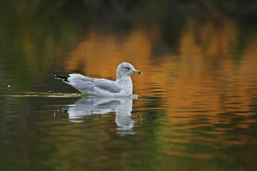 Ring-billed Gull In Autumn Photograph