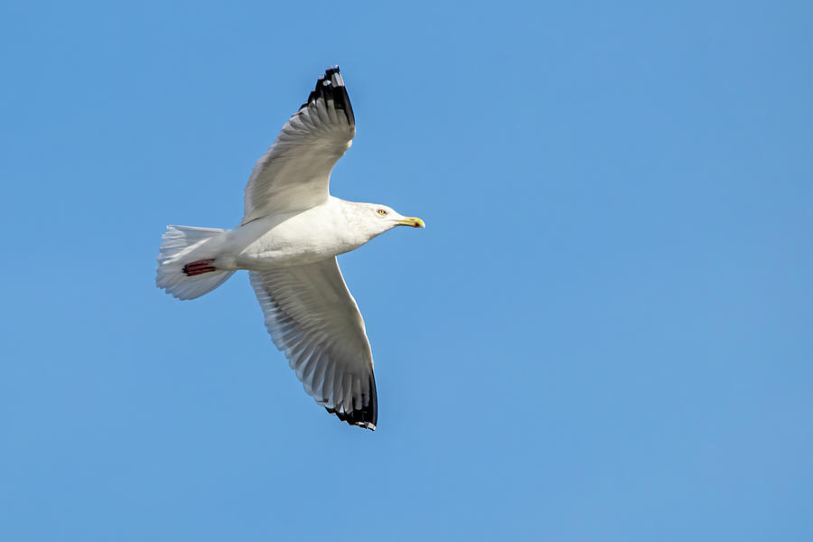 Ring Billed Gull in Blue Skies Photograph by Ira Marcus