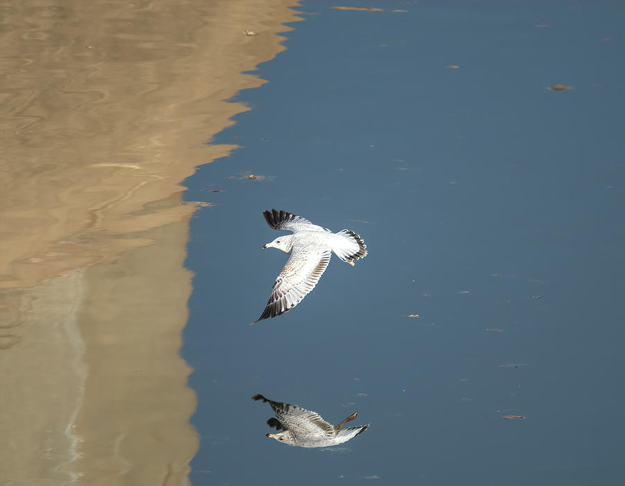 Ring-billed Gull  In Flight Photograph by Debra Martz