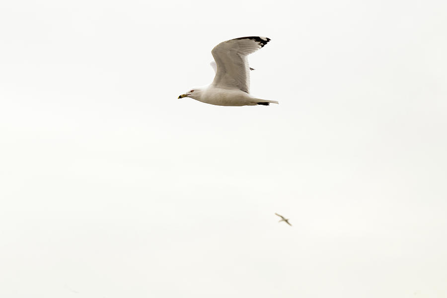 Ring-billed Gull in flight Photograph by SAURAVphoto Online Store