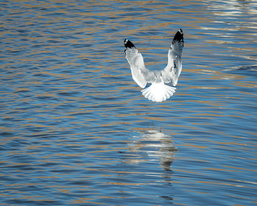 Ring Billed Gull in Landing Position Photograph by Debra Martz