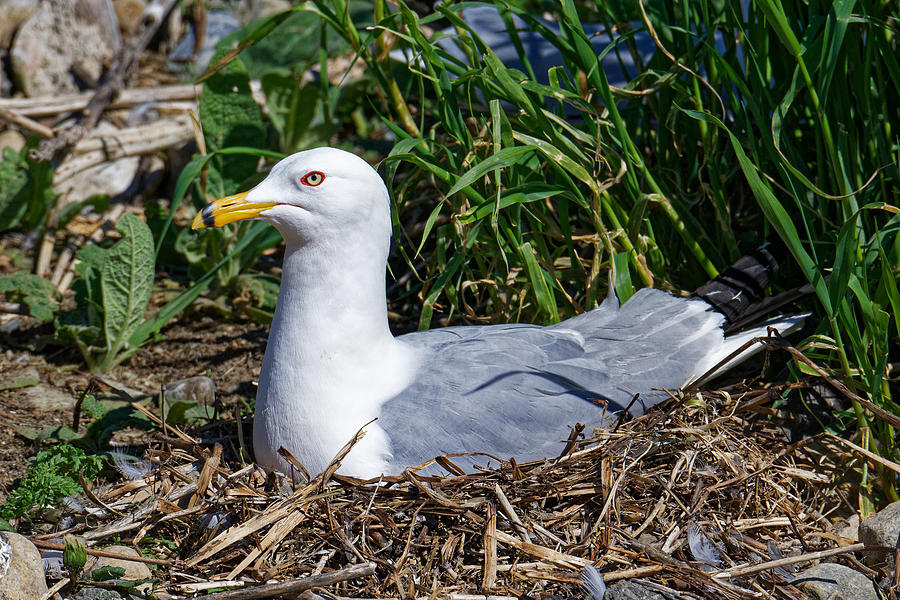 Ring Billed Gull on Nest Photograph by Rick Ulmer - Fine Art America