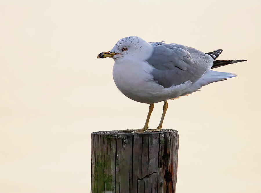 Ring-billed Gull On Post Photograph
