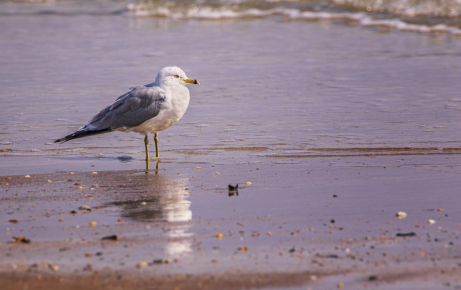 Ring-Billed Gull on the Beach Photograph by Bob Decker