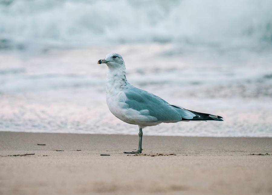 Ring-billed Gull On The Beach Photograph
