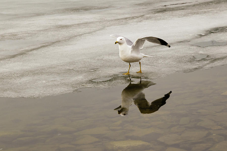 Ring-billed Gull ready to take-off Photograph by SAURAVphoto Online Store