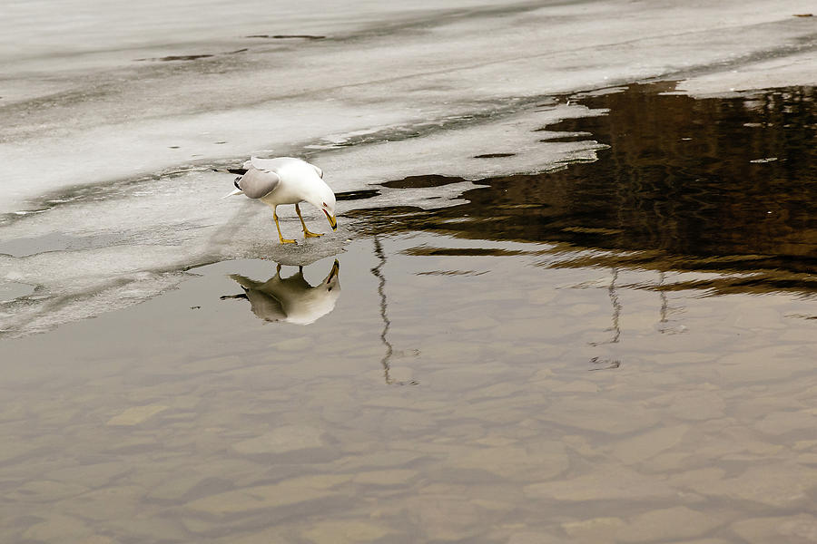 Ring-billed Gull reflection Photograph by SAURAVphoto Online Store
