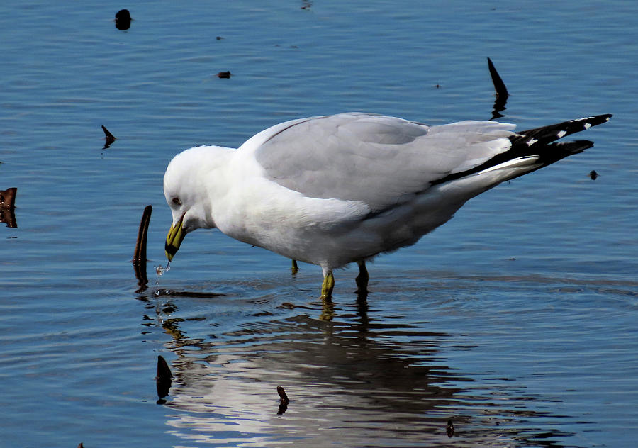 Ring-billed Gull Searching for Dinner at Low Tide on a Cold Winter Evening Photograph by Linda Stern