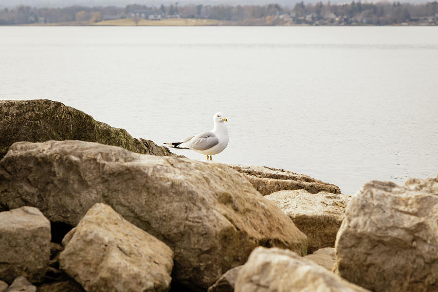 Ring-billed Gull standing alone Photograph by SAURAVphoto Online Store