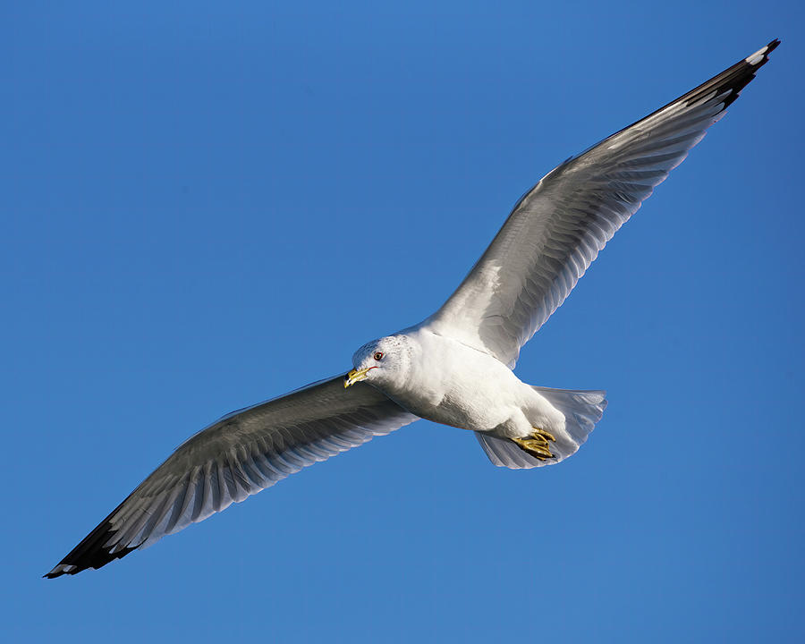 RIng-billed Gull Wingspread Photograph by Flinn Hackett