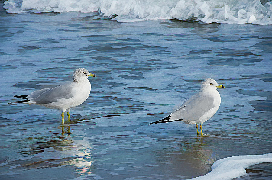 Ring-billed Gulls  At The Beach Enhanced Photograph by Debra Martz