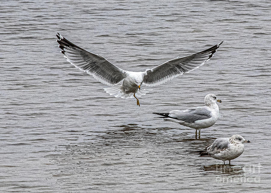  Ring Billed Gulls Photograph by Daniel Hebard