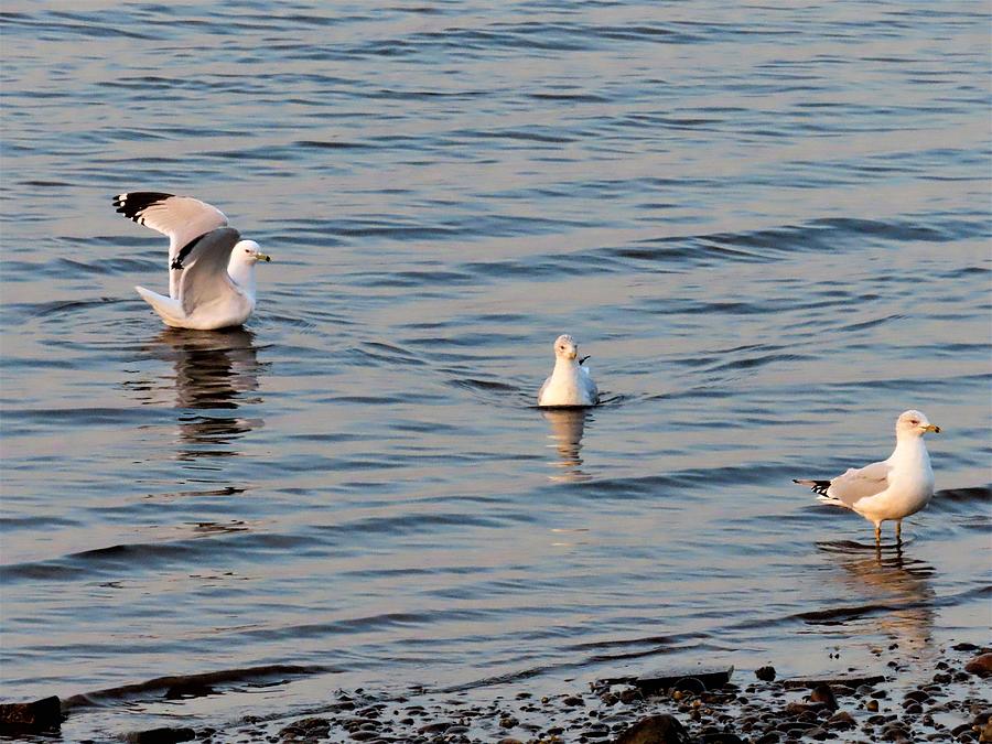 Ring-billed Gulls on the Delaware River  Photograph by Linda Stern