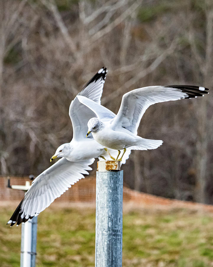 Ring-billed Gulls Photograph by Rick Nelson