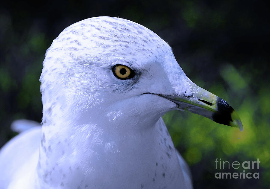 Ring Billed Seagull Photograph by Elaine Manley