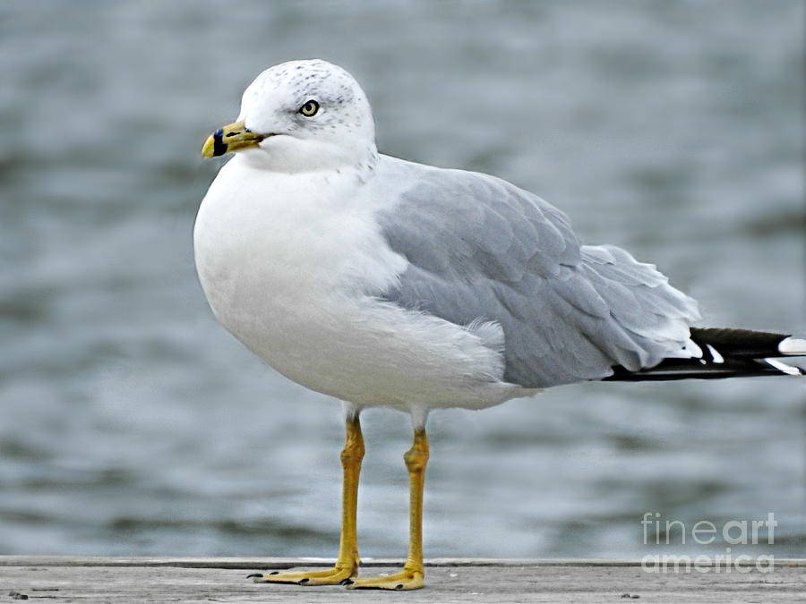 Ring-Billed Seagull Photograph by Kathy M Krause