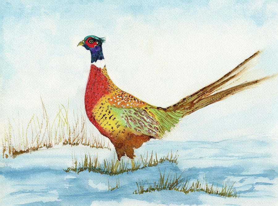 Ring-Neck Pheasant in the Snow watercolor Painting by Deborah League