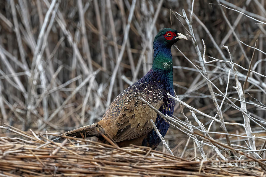Pheasant Photograph - Ring-necked Alert by Michael Dawson