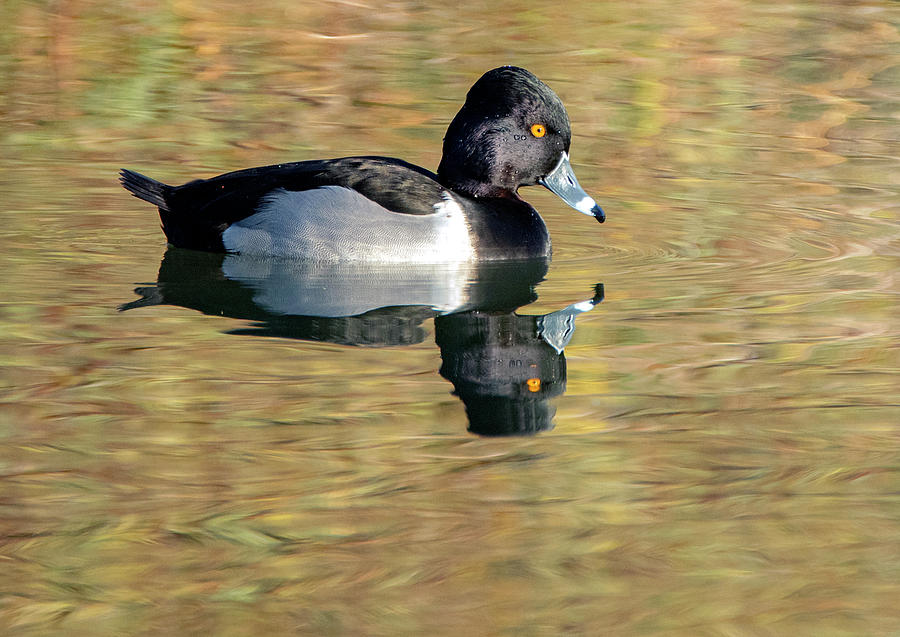 Ring-necked Duck 3012-010720-2 Photograph by Tam Ryan