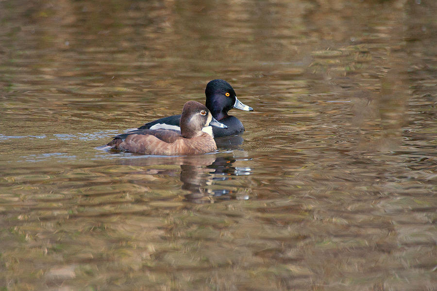Ring-necked Duck Couple Photograph