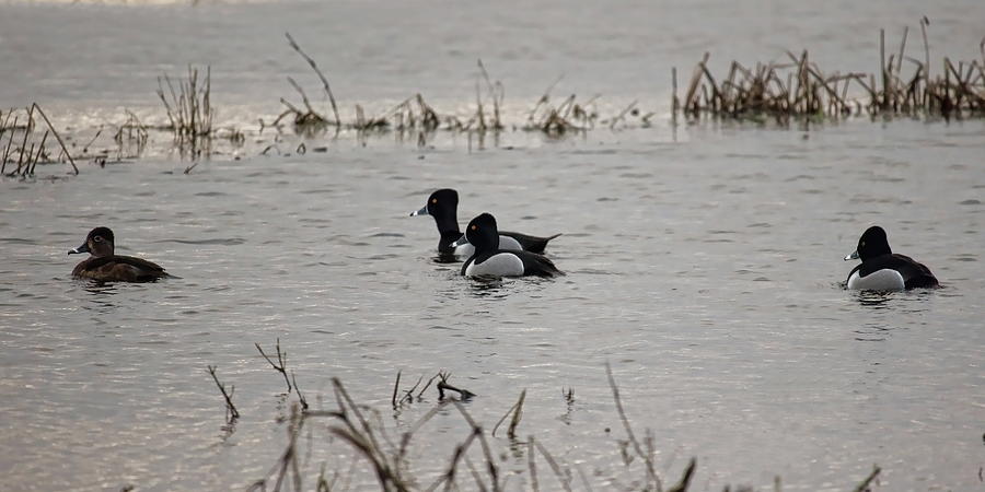Ring-necked Duck Drakes And Hen Photograph by Dale Kauzlaric