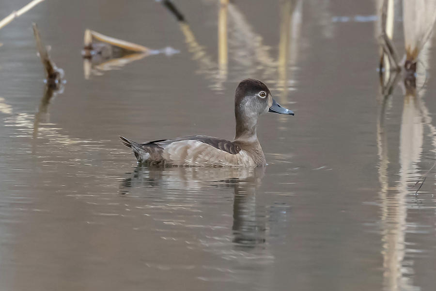 Ring-necked Duck Hen Photograph by Robert Wrenn - Fine Art America