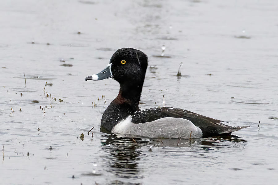 Ring-necked Duck in the Rain Photograph by Bradford Martin