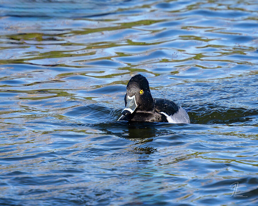 Wildlife Photograph - Ring-necked Duck by Jim Thompson Wildlife Photograph - Ring-necked Duck by Jim Thompson