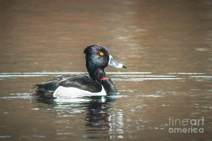 Ring-necked Duck Photograph by Lorraine Cosgrove