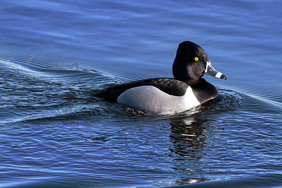 Ring-necked Duck Profile Photograph by Flinn Hackett