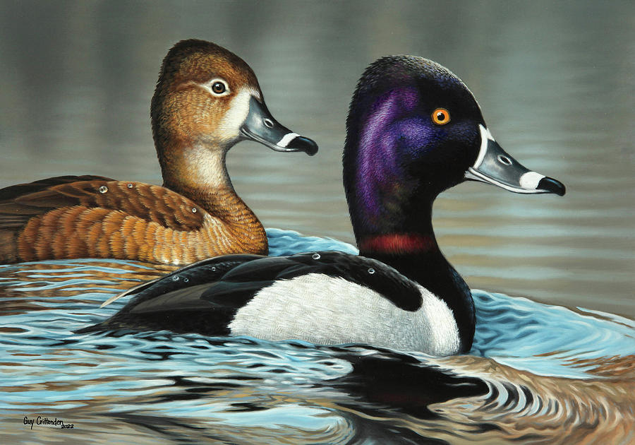 Waterfowl Painting - Ring-necked Ducks by Guy Crittenden
