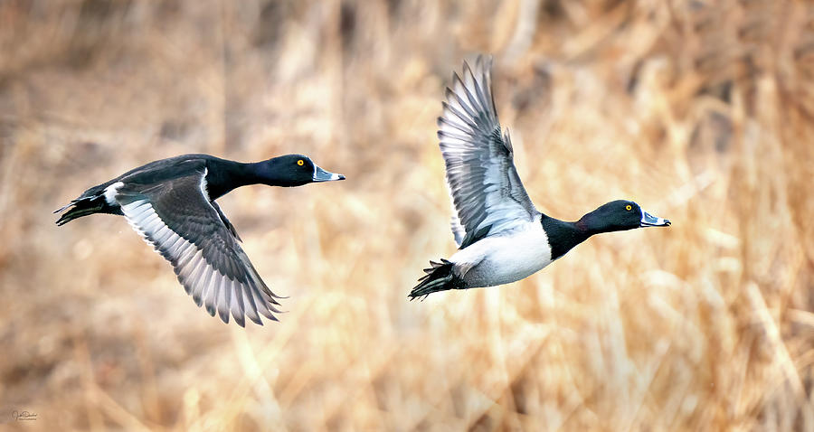 Ring-necked Ducks in Flight Photograph by Judi Dressler