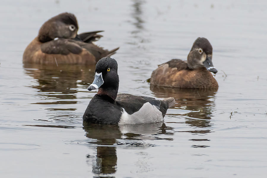 Ring-necked Ducks in the rain Photograph by Bradford Martin