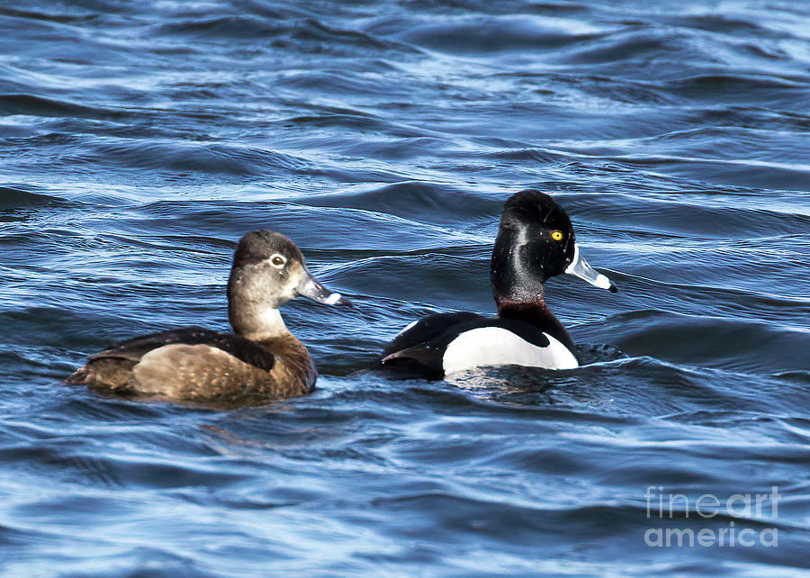 Ring-Necked Ducks Photograph by Michelle Tinger