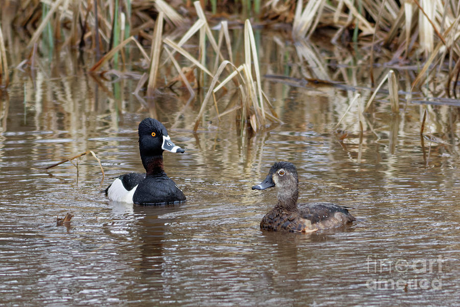 Ring Necked Ducks Photograph by Natural Focal Point Photography