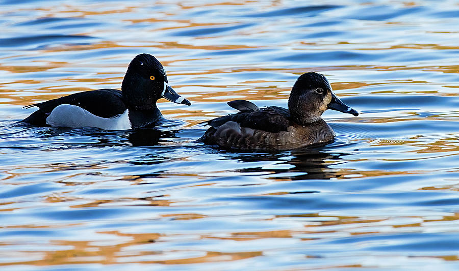 Ring-necked Ducks Swimming Photograph
