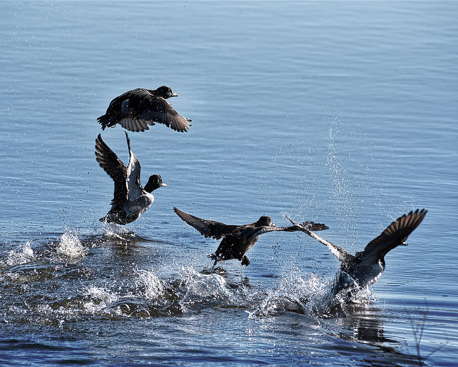 Ring-necked Ducks take Flight Photograph by Flinn Hackett