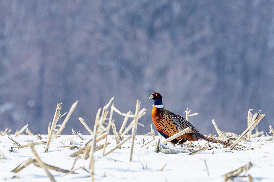 Ring-necked Pheasant A1R_3954 Photograph by Alan Look