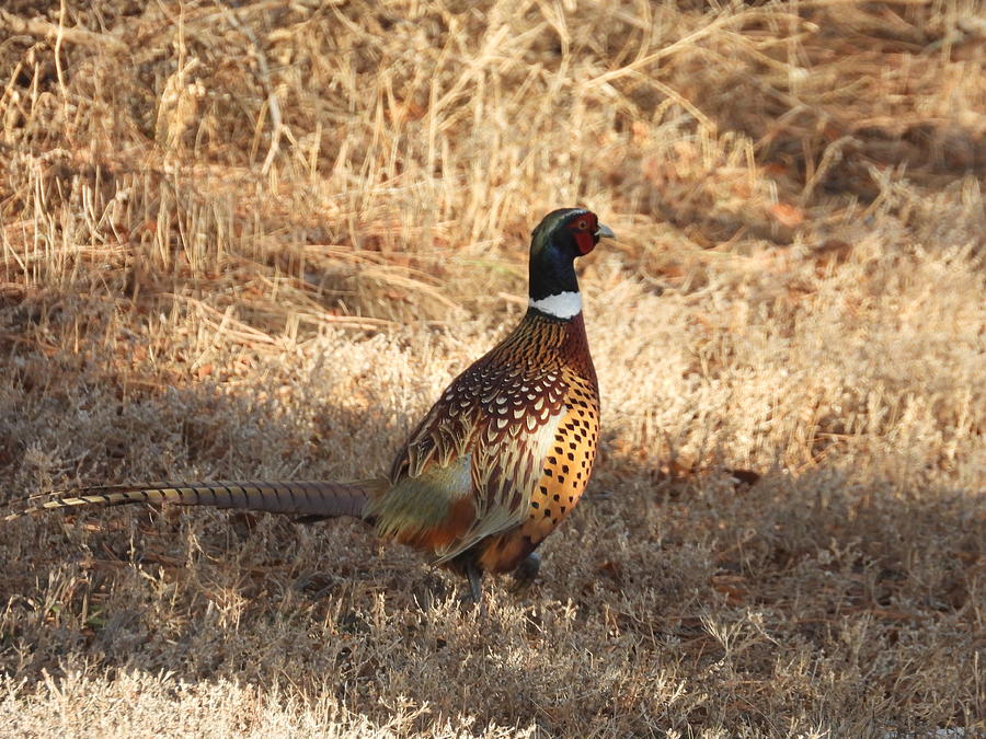Ring Necked Pheasant Photograph by Amanda R Wright