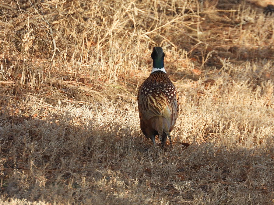Ring Necked Pheasant Backside Photograph by Amanda R Wright