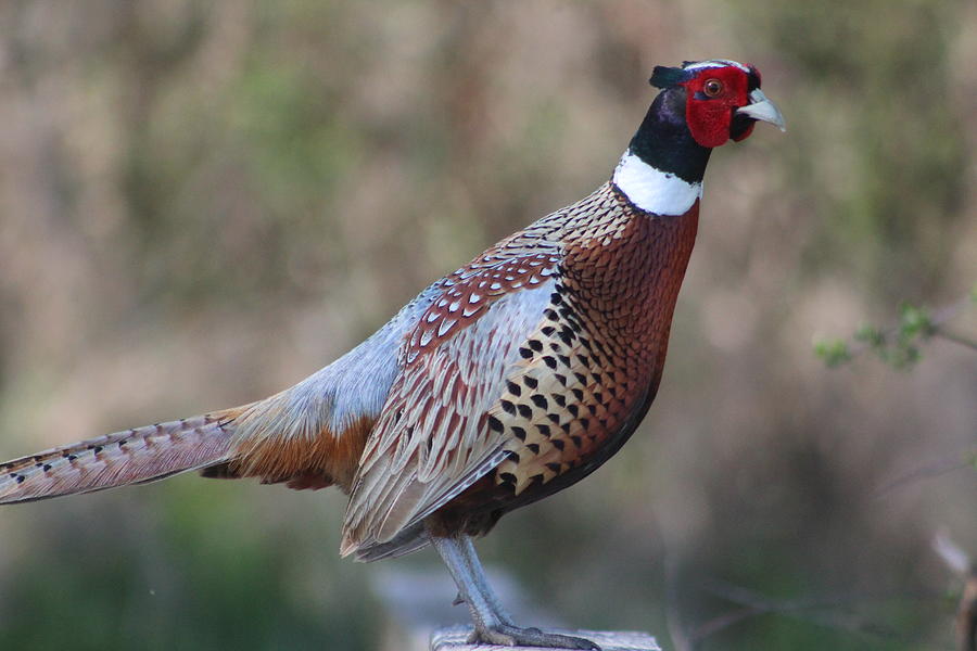 Ring-necked Pheasant Photograph by Callen Harty