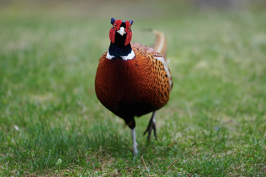 Ring-necked Pheasant Photograph