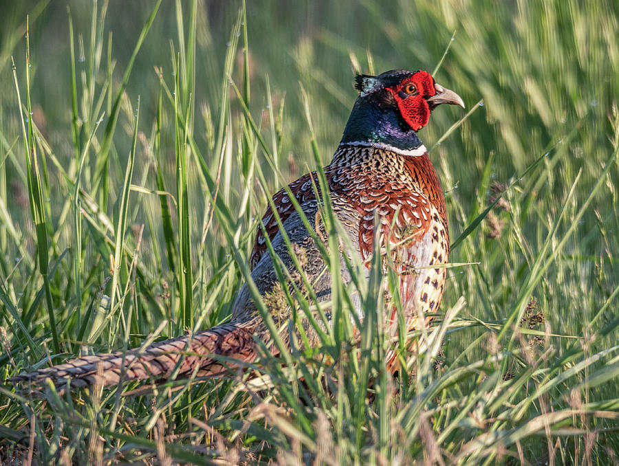 Ring-necked Pheasant In Early Light Photograph